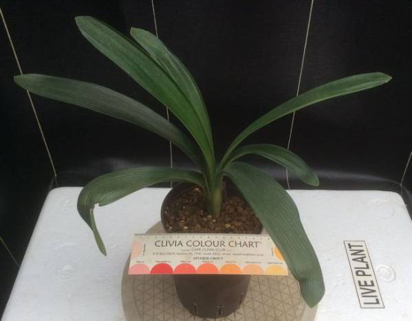 クンシラン 君子蘭 超レア ダルマ黄花 割子株 : SPY-456