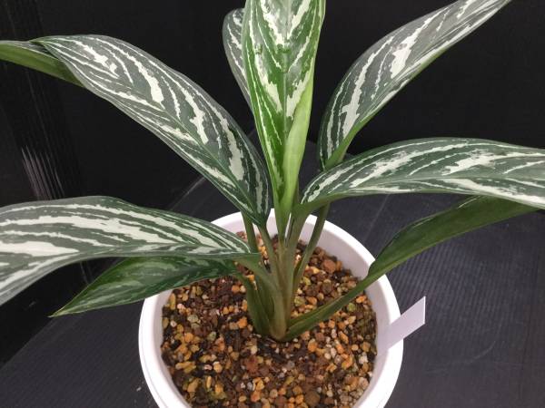 ニティドゥーム・カーティシー ～春の管理編～ アグラオネマ 二