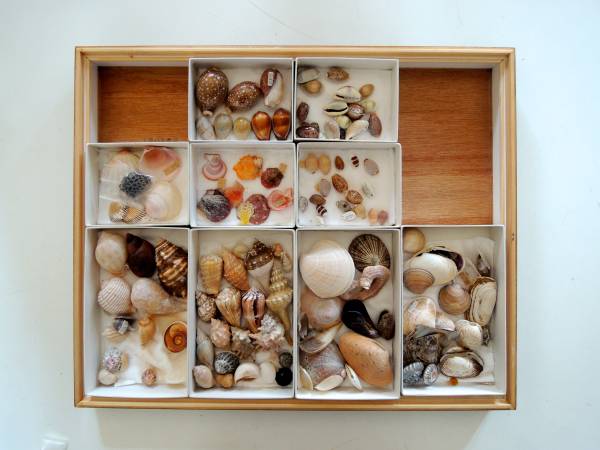 標本 箱 ドイツ 箱 昆虫 蝶標本 タイ サムイ島産24頭 ドイツ箱中型