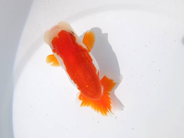 関東　超優良系統　明2歳（動画あり）H-２