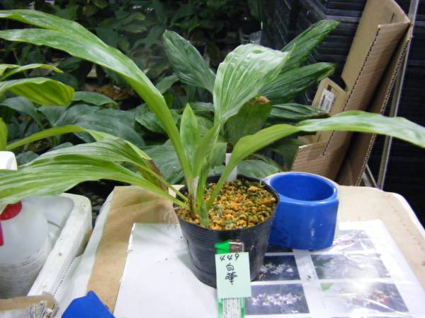 エビネ蘭交配 えびねバイオ開花見込株 名品『白華』 449