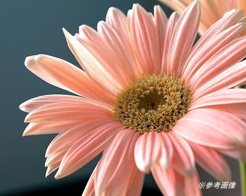 《GemTree+α》インペリアルトパーズ 1.219ct(EGL)※即決有