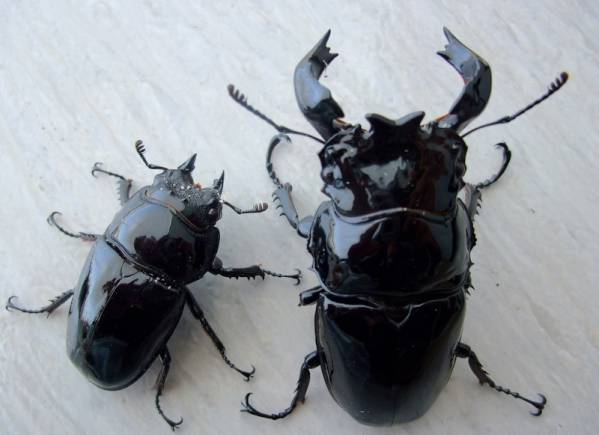 ◆OAKS　タランドゥスオオツヤクワガタ　ペア◆