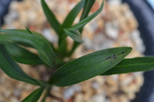 日本春蘭　　チャボ葉変　ダルマ葉　会津達磨　　山野草