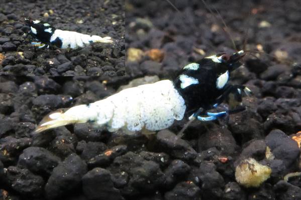 14＜water-flap＞APシャドースポットピント柄抱卵　ペア