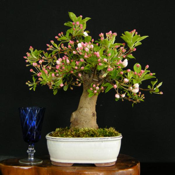 【一起園芸】姫林檎・ヒメリンゴ盆栽★人気の実成盆栽★