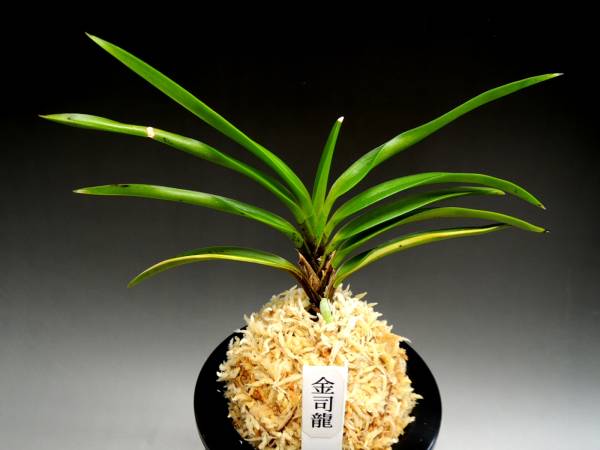 nss富貴蘭 「金司龍」 鉢植え 花、園芸 【公式通販】