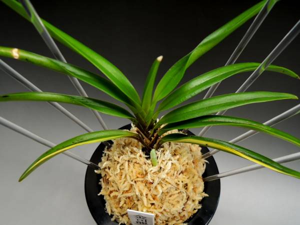 nss富貴蘭 「金司龍」 鉢植え 花、園芸 【公式通販】