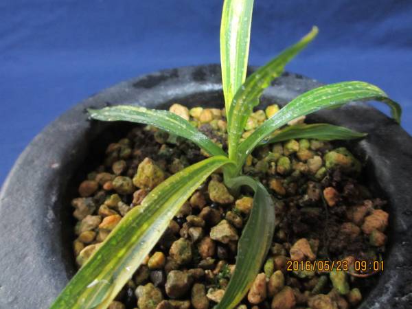 三重県産　ナギラン　白縞斑　セッコク 野生蘭　山野草