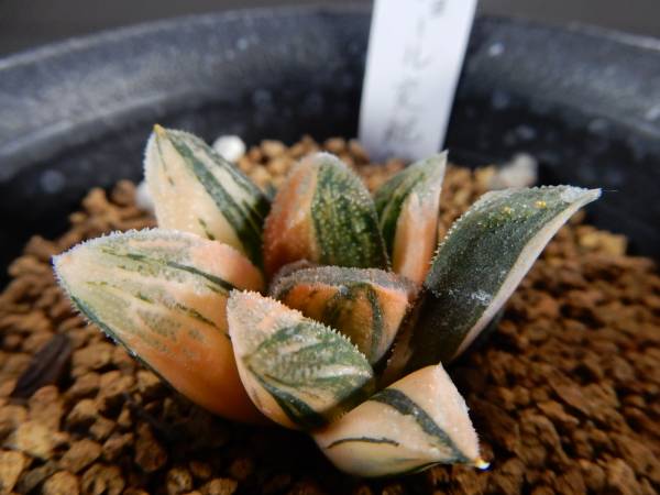 多肉植物☆ハオルチア マジョール交配錦 極上斑 多肉植物 ハオルチア