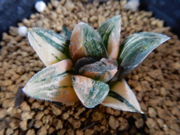多肉植物☆ハオルチア マジョール交配錦 極上斑 多肉植物 ハオルチア