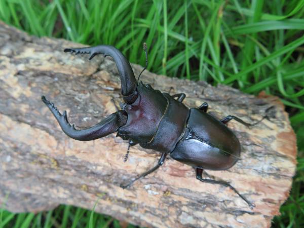 宮崎県産 大型ノコギリクワガタ♂70．2mmペア
