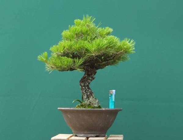 黒松　[模様木]　貴風盆栽 黒松 30cm 【公式通販】 黒松 [模様木] 貴風盆栽