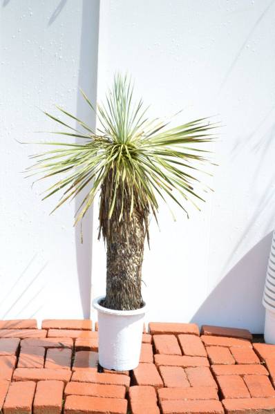 ユッカ ロストラータ H110cm 観葉 庭木 発根済み優良個体