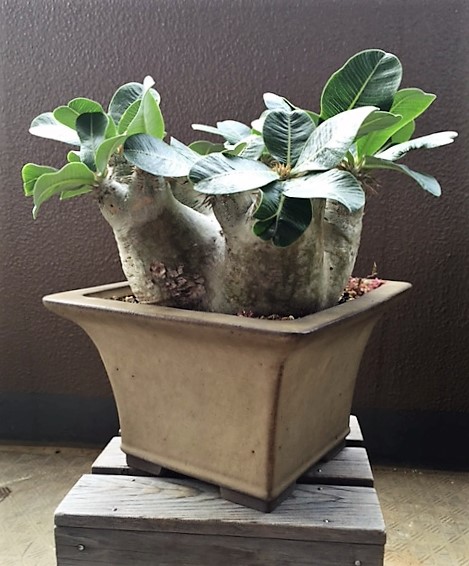 Pachypodium eburneum （パキポディウム・エブレネウム） 観葉植物 花