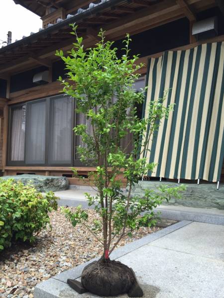 □□希少品種♪ クロソヨゴ株立 （雄雌混植株） 1.3m 【公式通販】