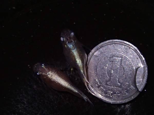 岐阜ペパーミント 純金メダカ　純血金兜血統!! ダルマ♀2匹 №11