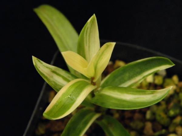 斑入(稀少.縞斑)　テッポウユリ　・珍品　山野草