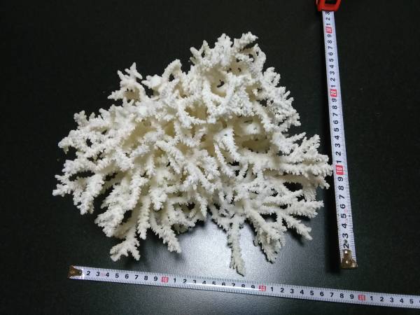 水槽 飾り オブジェ アクアリウム | 珊瑚 レイアウト サンゴ : 水族館