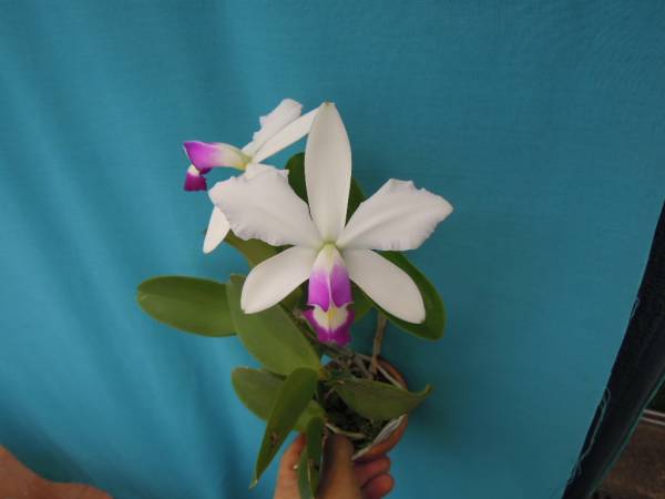 たな　カトレア 洋蘭 原種 カトレア C. violacea x sib 【公式通販】