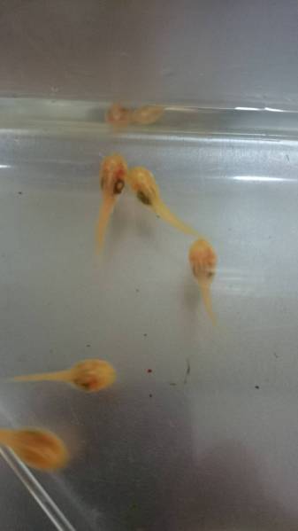 アルビノアマガエル三匹 今季産まれ