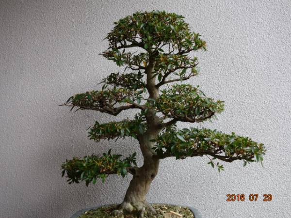 さつき盆栽 長 寿 宝 花名人気トツプ さつき花辞典：長寿宝 【公式通販】