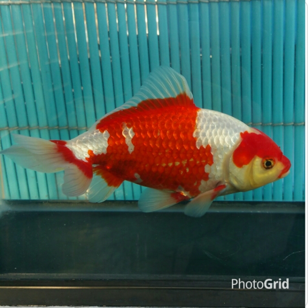 愛知県弥富市にある丸敏養魚場 更紗和金（木下産） 更紗和金 木下氏作 