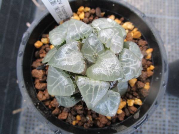 ⭐️バイオサポート　７銀箱　半額 57673-1997