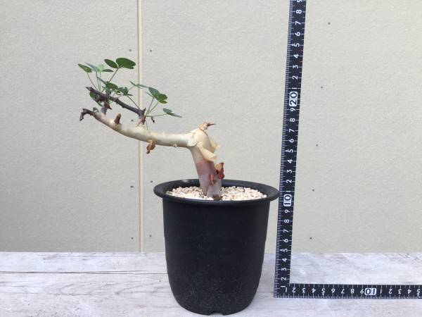 ＊ commiphora kata ＊ コミフォラ サボテン 多肉植物 14