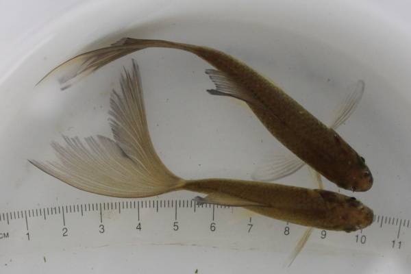 【伊達めだか 】鉄魚(テツギョ)鉄錆1ペア