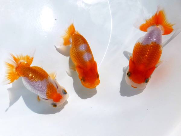 最強更紗！杉浦智氏作・当歳・３匹セット・約１０㎝・動画・SS-2