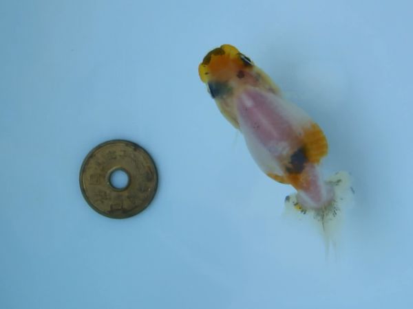 江戸錦　当才魚(1)