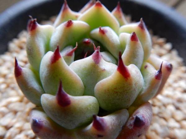 多肉植物 ハオルチア ブラックダイヤモンド×紫特良ピグマエア 大きさ6cm