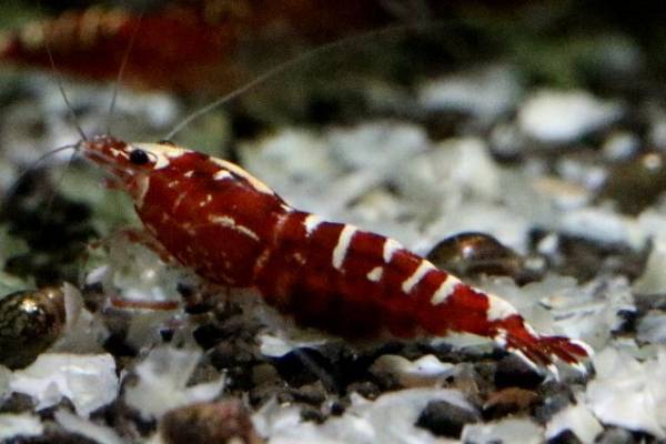 「エビ屋」【Tear】ティアーレッド初抱卵個体