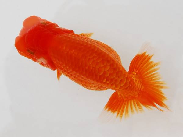 ◆水戸 Ｏ・Ｔ氏 産◆ 当歳魚 素赤 11cm 優良系統(T13)動画