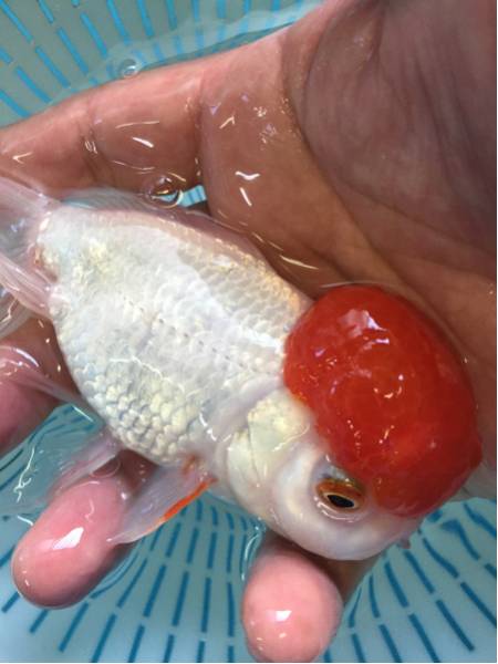 丹頂 全長14.5センチ C