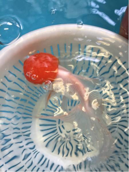 丹頂 全長14.5センチ C