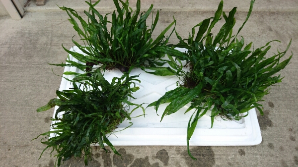 ミクロソリウム流木活着 超特大株 その他オマケ多数