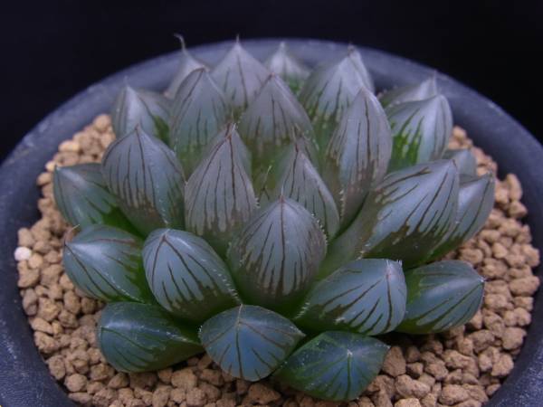 ハオルチア 水晶x紫 オブツーサ 錦 水晶 ハオルチア オブツーサ ハオルチア 水晶x紫 オブツーサ 錦 園芸