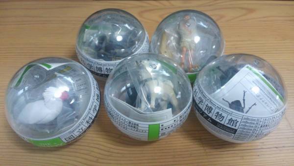 国立科学博物館 カプセルミュージアム 海洋堂 未開封 5体セット