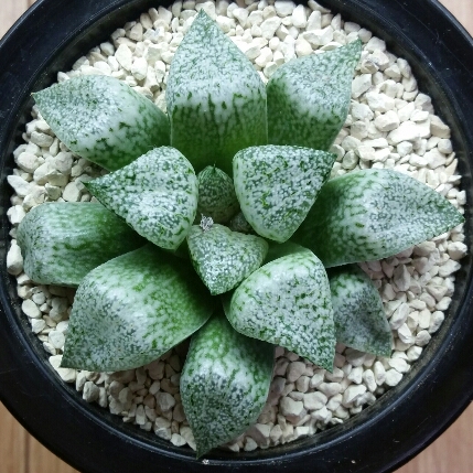 ☆*多肉植物☆ハオルチア ピクタ502×パンドラ錦*☆。 ハオルチア