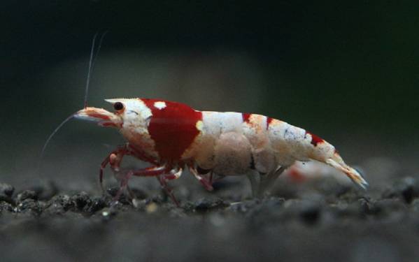 ◇3斗エビ◇ #1水槽レッドビー抱卵中個体