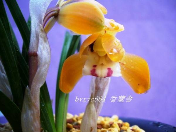 ■日本春蘭朱金花 《玉英》 ４條，花芽２つ付き　/東洋蘭山野草■