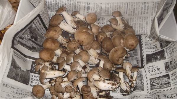 「南信州産」本シメジ、420ｇ今朝取れ，値下げ交渉有