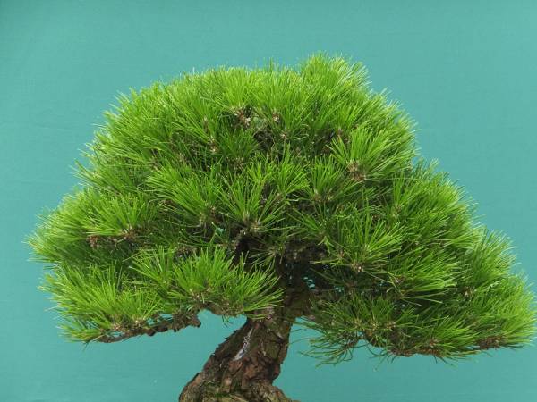 盆栽 yahoo Kuromatsu bonsai tree 三河 黒松 盆栽 三河黒松 小品黒松