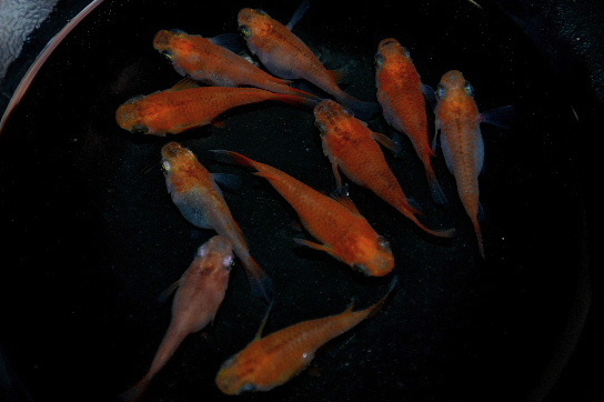 琥珀　だるま　即戦力　１０匹