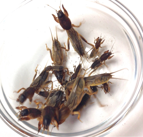 オケラ (大 7匹) ♪ (小8匹) ♪ 合計15匹