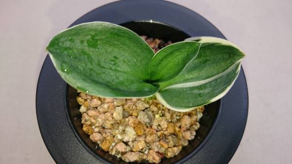 おもと力和 覆輪