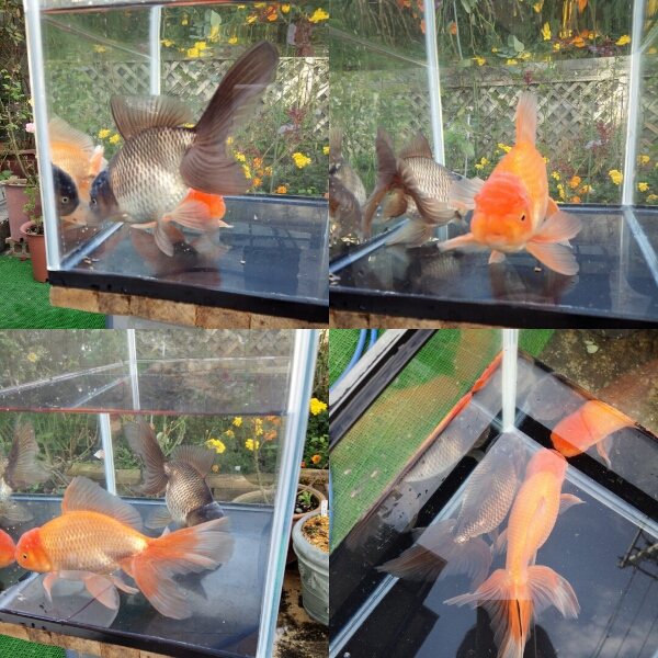 金魚 ジャンボオランダ獅子頭 29.5cm 【公式通販】