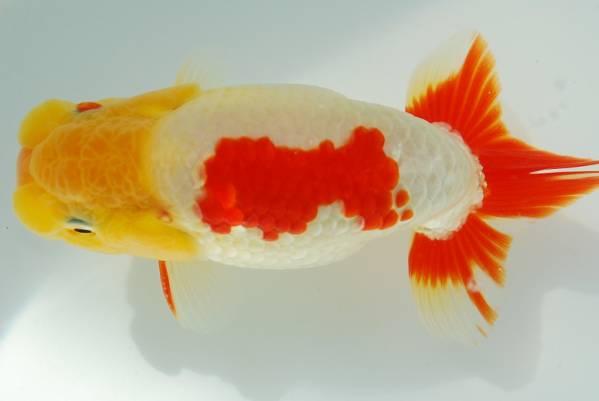 ★らんちゅう小判★　当歳魚 OF氏日らん東大関系統（21）